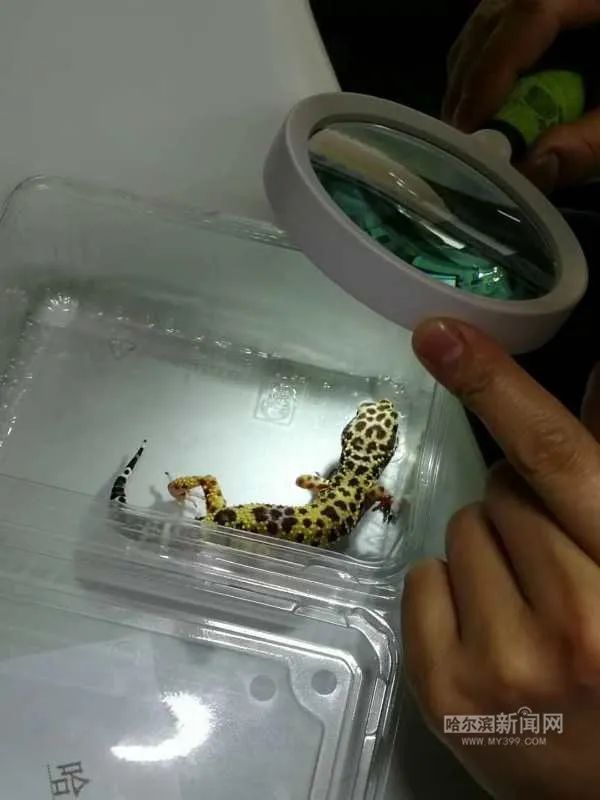 踏入异宠圈你想好了吗?丨刺猬、蜘蛛、羊驼、蟑螂……获取渠道或涉违法,如弃养更会危害公共安全