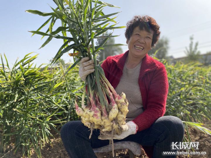 河北省衡水地区如何种植生姜,河北几月种生姜最好