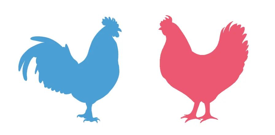 双鸟比翼飞图片,各种罕见奇鸟比翼双飞