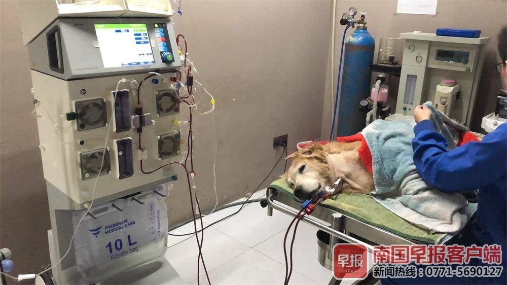 宠物生病越治疗越严重怎么办,养宠物有助于治疗老年痴呆吗