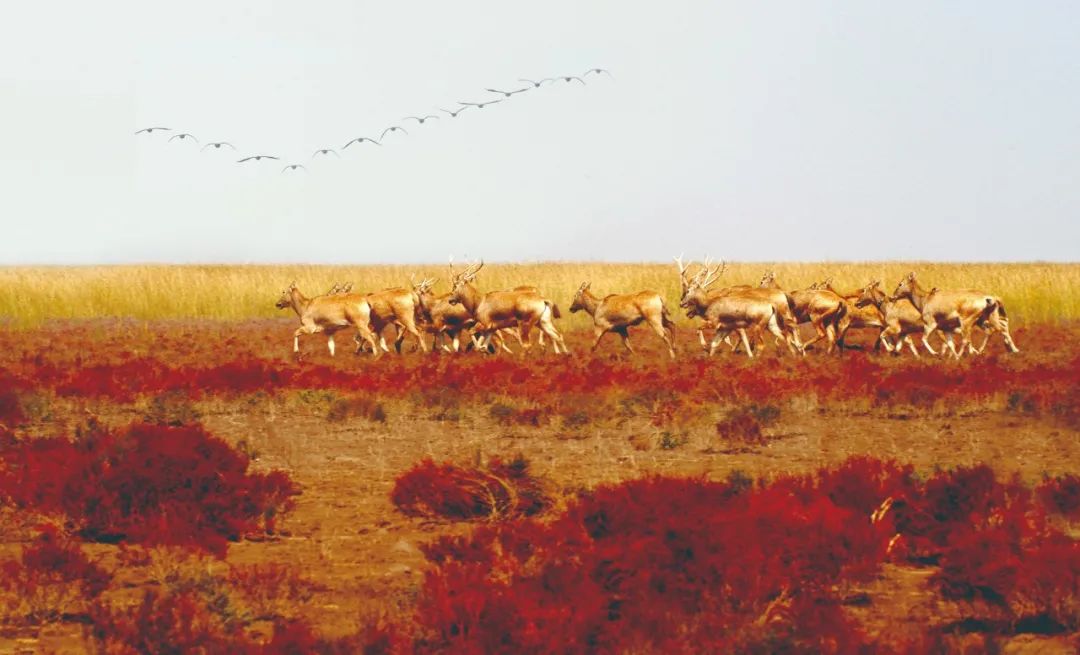 盐城发色,盐城代表颜色