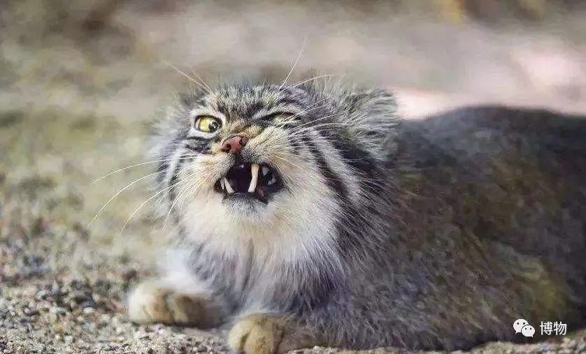 兔狲遇到大橘猫,橘猫面对野生兔狲