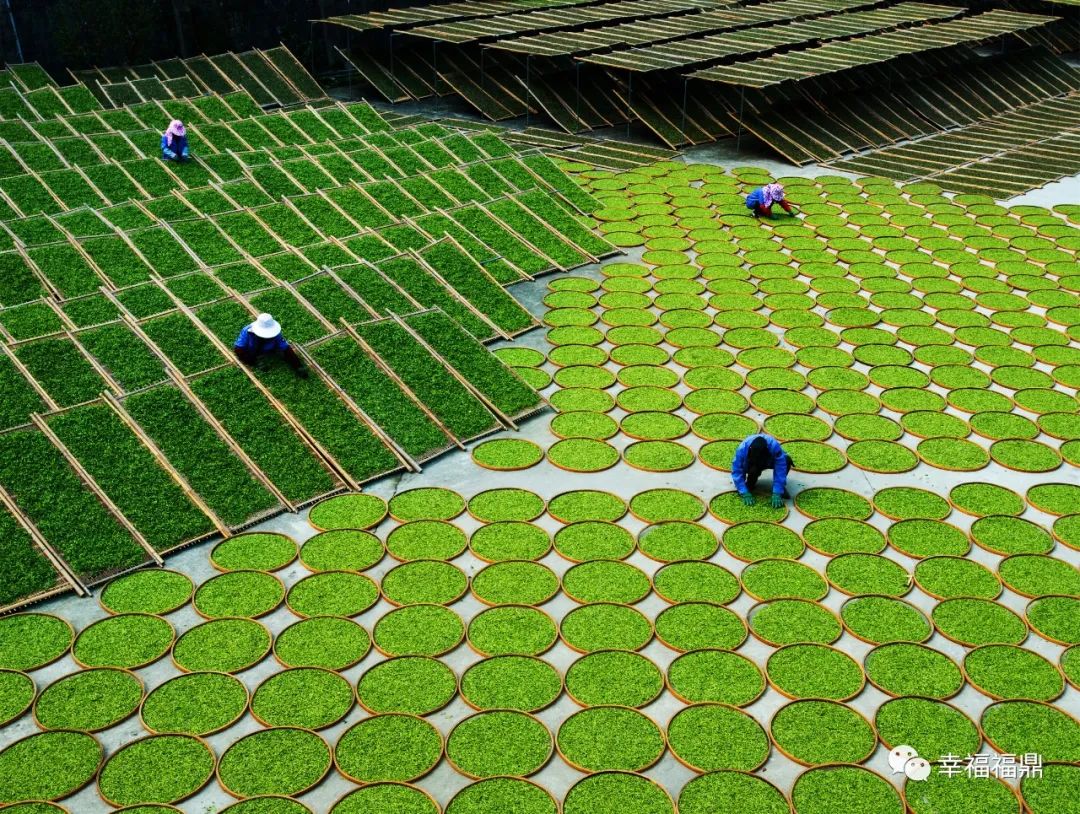 前国家队明星,福鼎足球赛