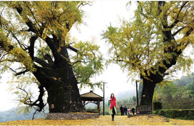 浏阳千年古银杏,湖南浏阳市银杏树