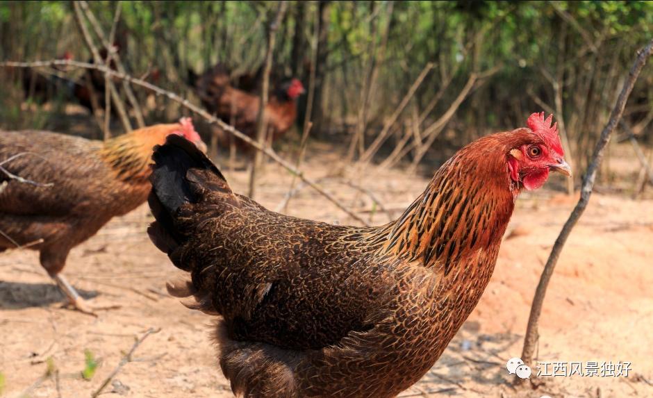 江西崇仁县麻鸡店,正宗江西崇仁麻鸡
