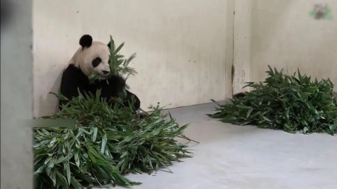 熊猫圆仔圆宝能回大陆了吗,大熊猫国宝亮相