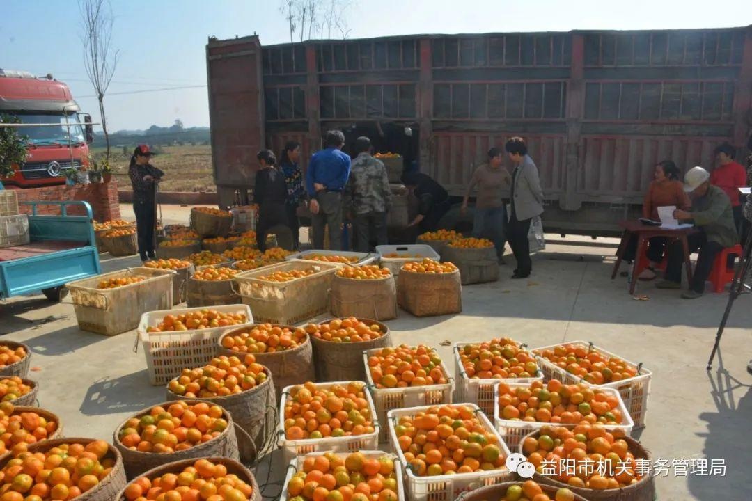 「脱贫攻坚」艾华集团认购3.5万公斤！富民村滞销橘子一天变畅销