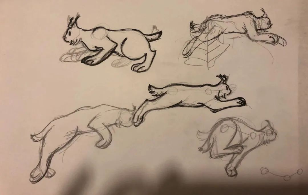 猞猁和雪兔,雪兔和猞猁