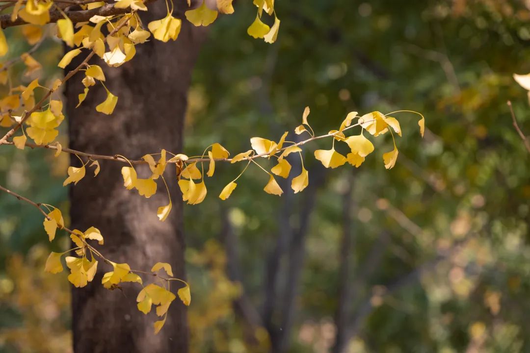 清北现在的情况,清北最新消息