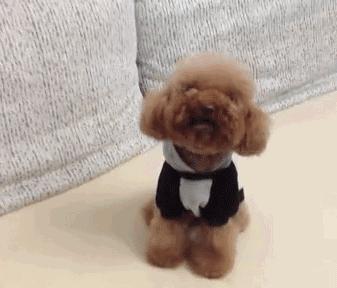 狗狗穿衣禁忌,狗狗穿衣