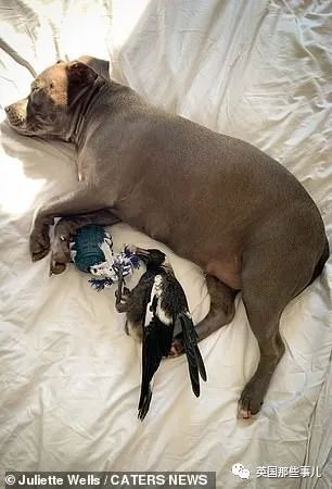 狗子把受伤的喜鹊当娃养，没怀过孕居然开始产奶