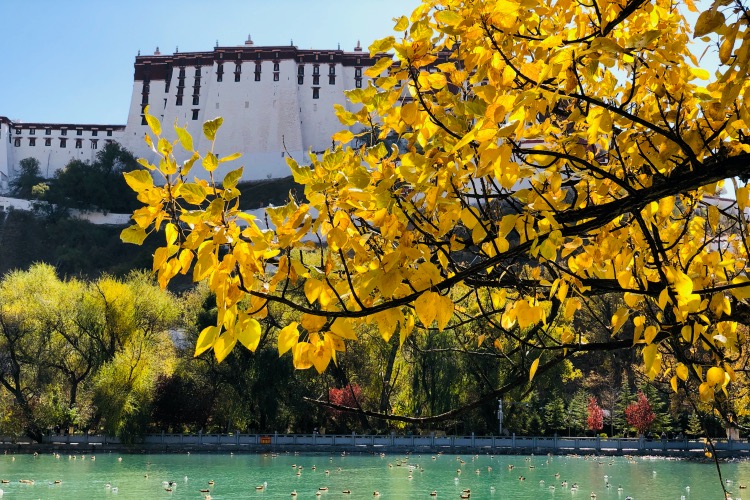 拉萨：丁真最想去的城市冬天是怎样的？