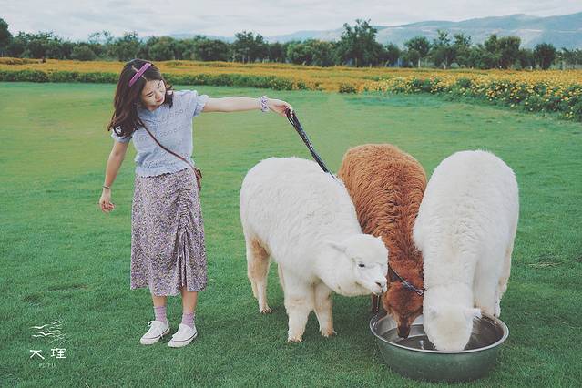 长沙自驾去大理多少钱,生活需要惊喜自驾直奔大理