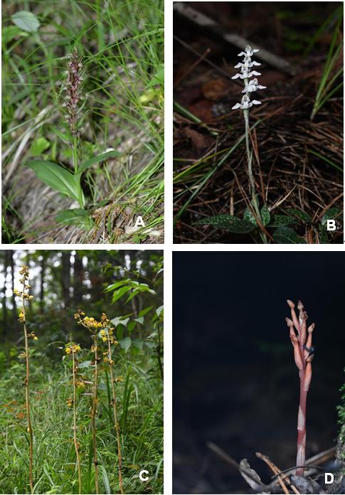 根瘤菌和菌根菌的区别,菌根指的是什么