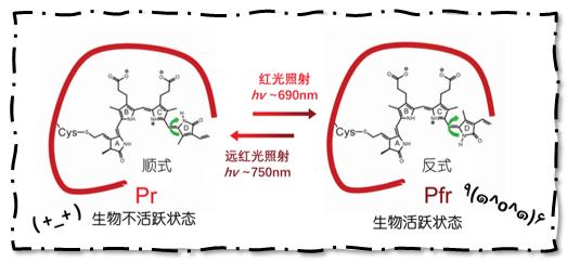 细菌“光系魔法”助力手机智能医疗
