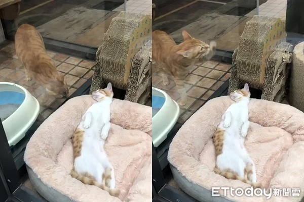 出乃玩!萌橘「招财猫挥手」求陪玩 同伴翻肚已读:静静看你装B