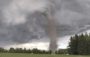 林子大了什么鸟都有下一句是什么,林子大了啥鸟都有讽刺图片