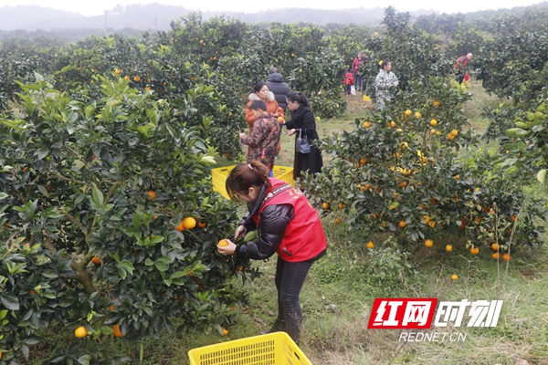 新宁县脐橙现状,湖南新宁脐橙果园