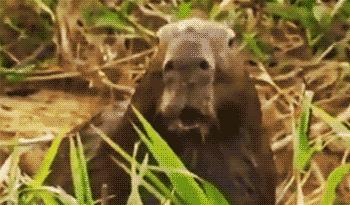 鐚庢潃ai娓告垙瑙嗛,鐚庢潃ai鑷瀯csgo