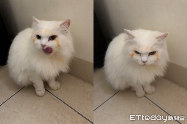 波斯猫脸上「多一圈橘渍」舔不掉　网见罐罐空空赏傻眼：太咸啦