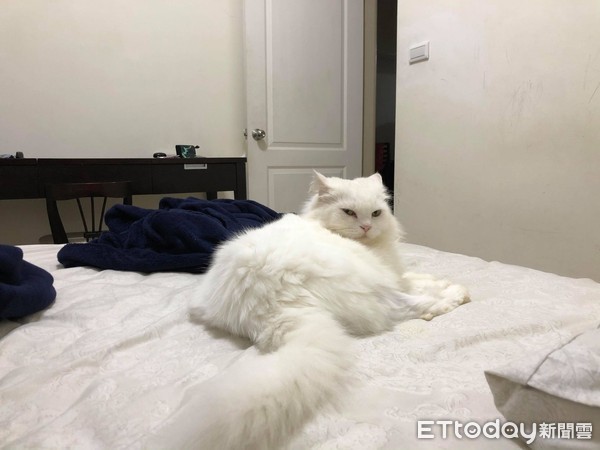 波斯猫脸上「多一圈橘渍」舔不掉　网见罐罐空空赏傻眼：太咸啦