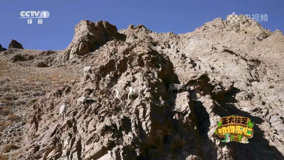 谁是动物界的“最强甩干机”？今天18:00档，CCTV-1《正大综艺·动物来啦》为你揭晓→