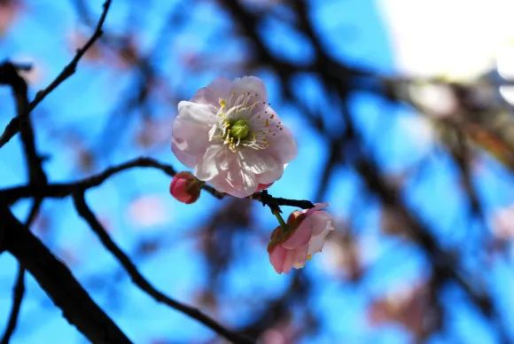 昆明春城风光秀,昆明春城秀小视频