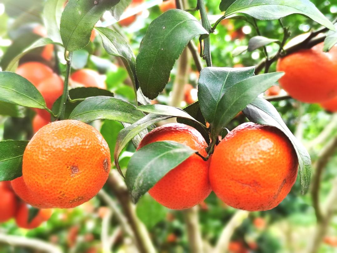 沙糖桔成熟果软,肇庆四会沙糖桔