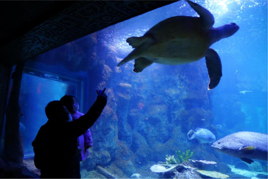 对海龟有哪些发现或了解,救海龟海龟会流泪吗