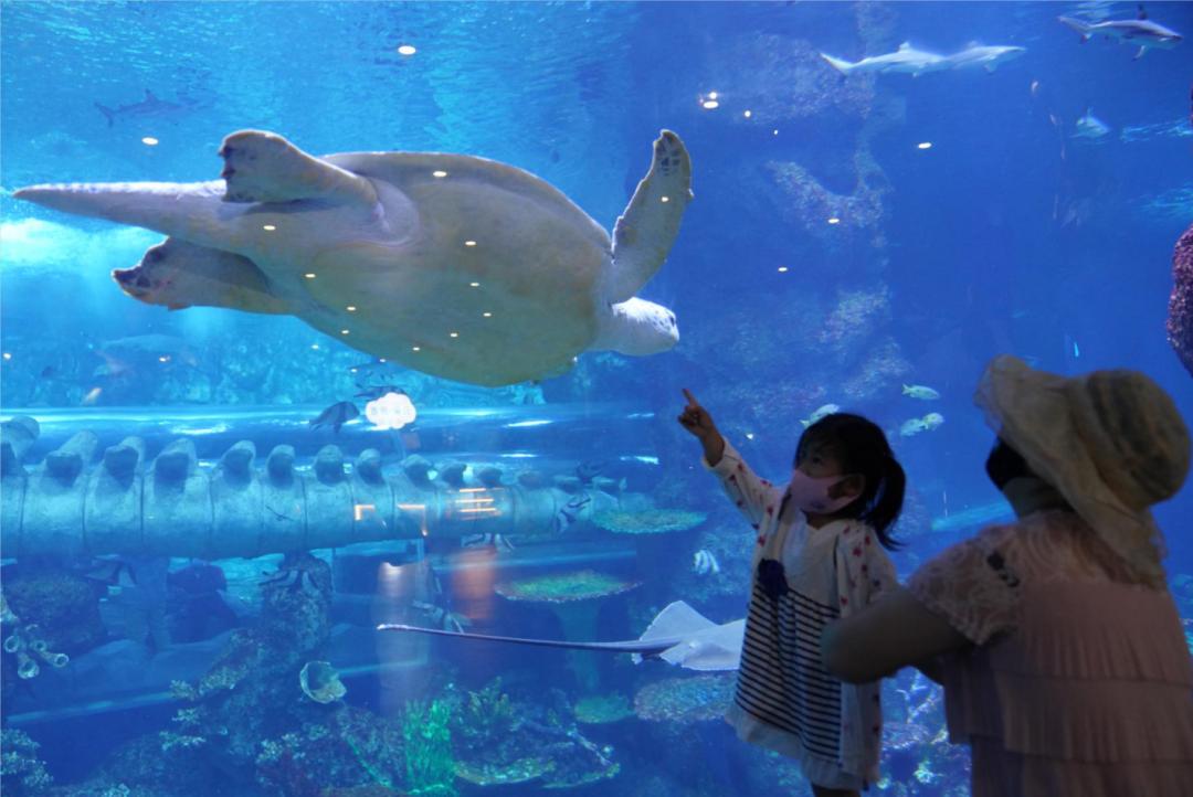 对海龟有哪些发现或了解,救海龟海龟会流泪吗