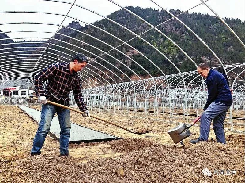 丹凤离巢残局破解视频,丹凤朝阳残局破解