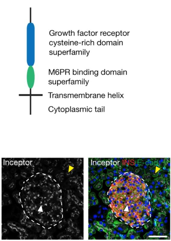 《自然》：糖尿病研究获重大突破！德国科学家发现调控胰岛β细胞“自嗨”的关键分子，或能从源头缓解疾病丨科学大发现
