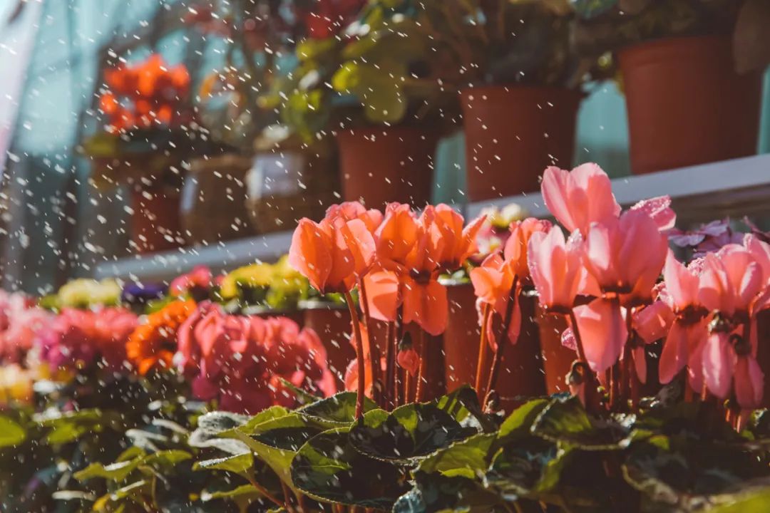 逛花市赏花灯,逛新春花市