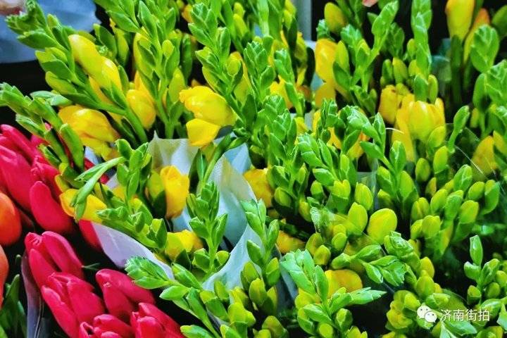 济南花卉市场哪个最大最出名,开放的济南花卉市场有哪些