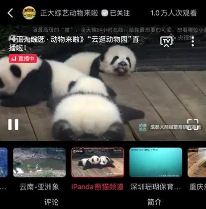 动物们已就位,央视频邀你一起“云”逛动物园