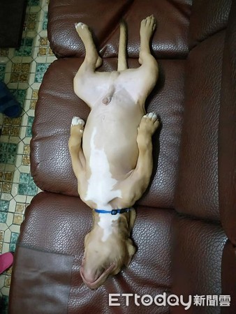 初四吃饱饭！恶霸大字型睡翻「羞露小JJ」　网笑：有个邪恶的想法