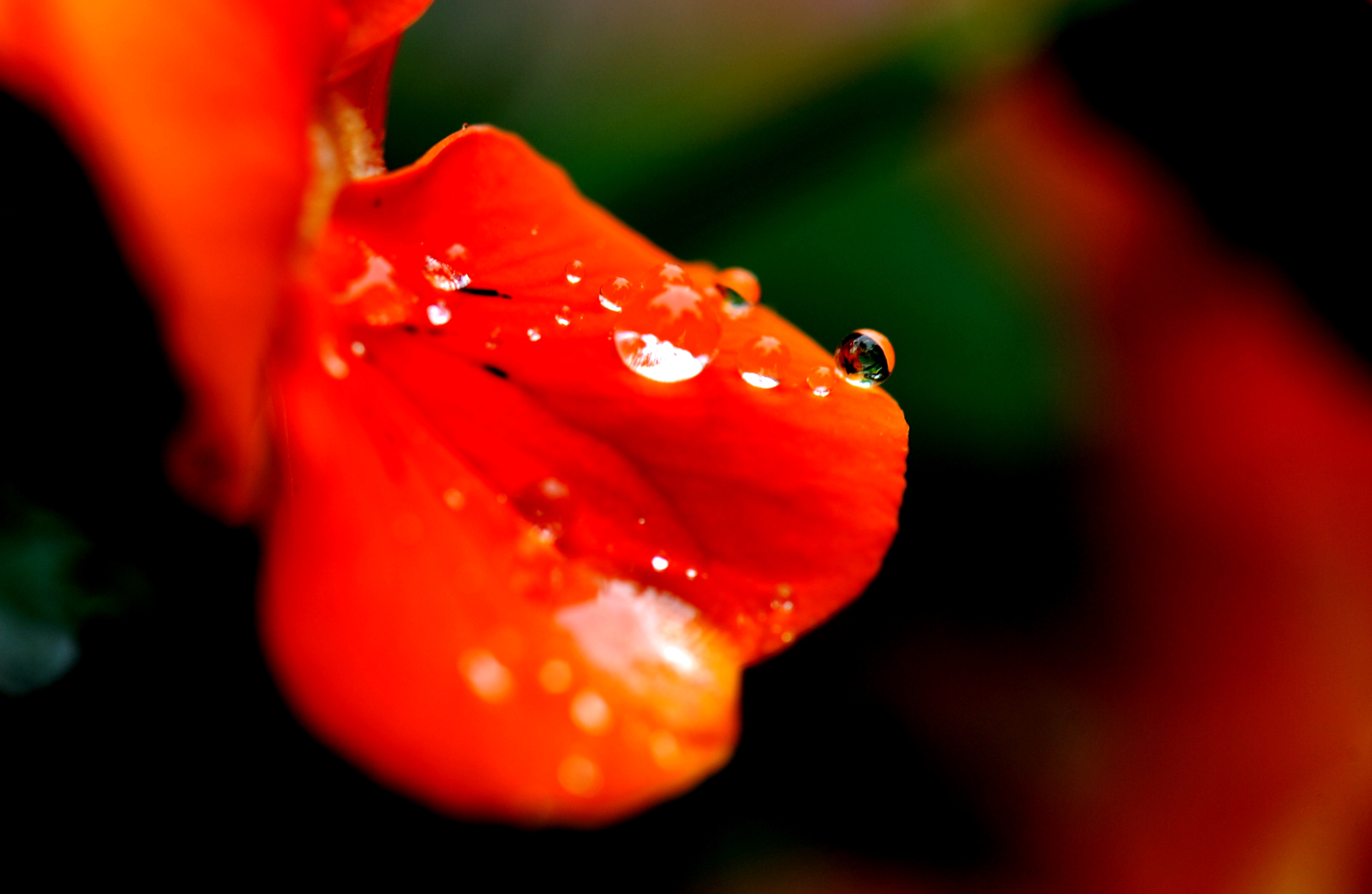 上海:春雨润如珠