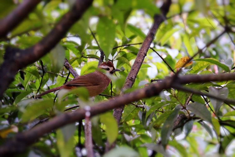 执手春天灼灼其华——咔嚓社最美遇见之寻找校园春意篇