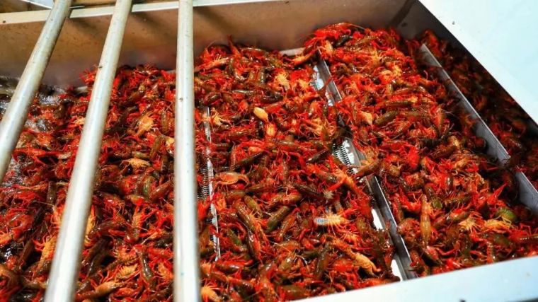 荆州小龙虾第一名,全国小龙虾最出名的城市在哪里