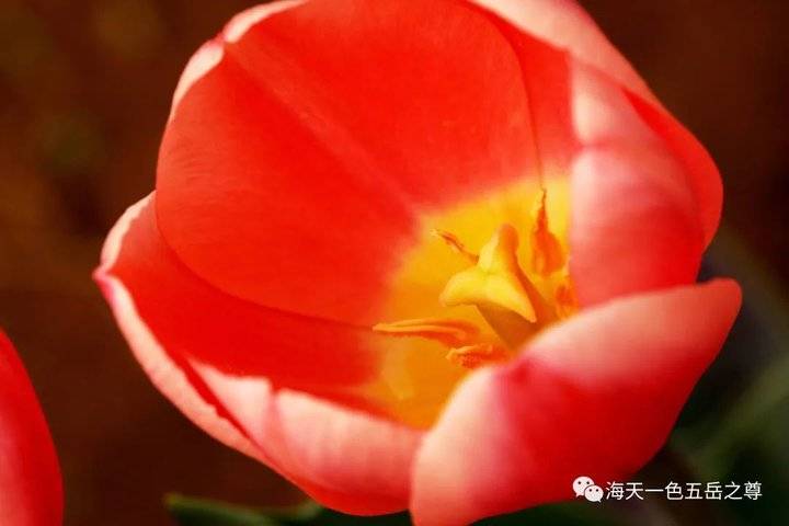 清明时节万物清新,清明万物新