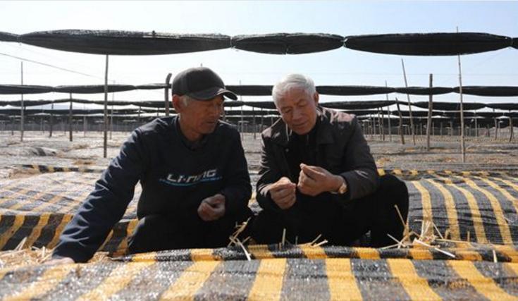 视频｜「典型威海」“参田愚公”牛劲足，40年“种”出致富参都