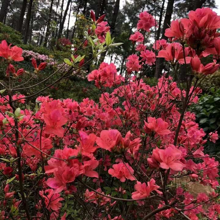 杭州绿道路线图,杭州青山湖绿道