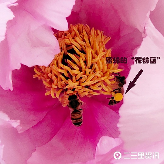 蜜蜂花间采蜜技巧,蜜蜂什么时候能采蜜呀图片
