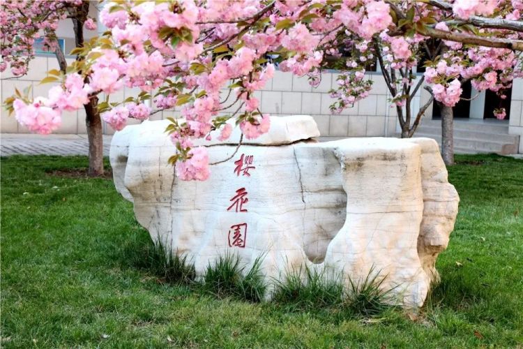 淄博五月樱花,淄博人山人海的樱花节