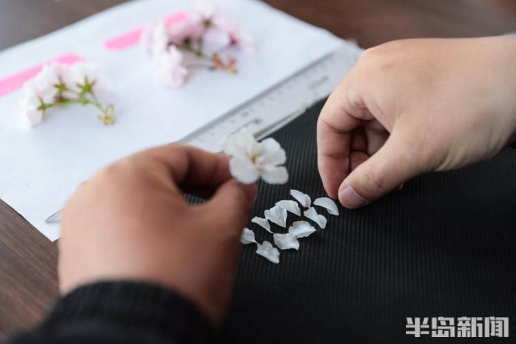 青岛樱花品种大全,青岛绿色樱花品种