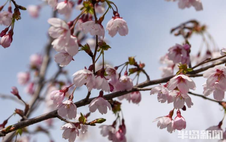 青岛樱花品种大全,青岛绿色樱花品种