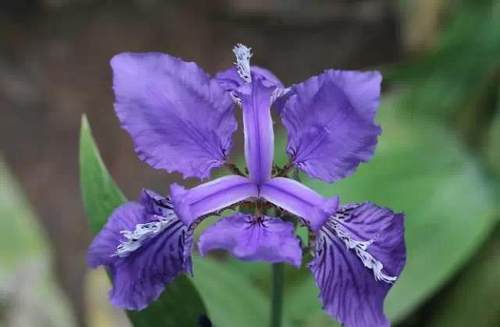 榆林成“花花世界”可这是都什么花？春天最难的课来了