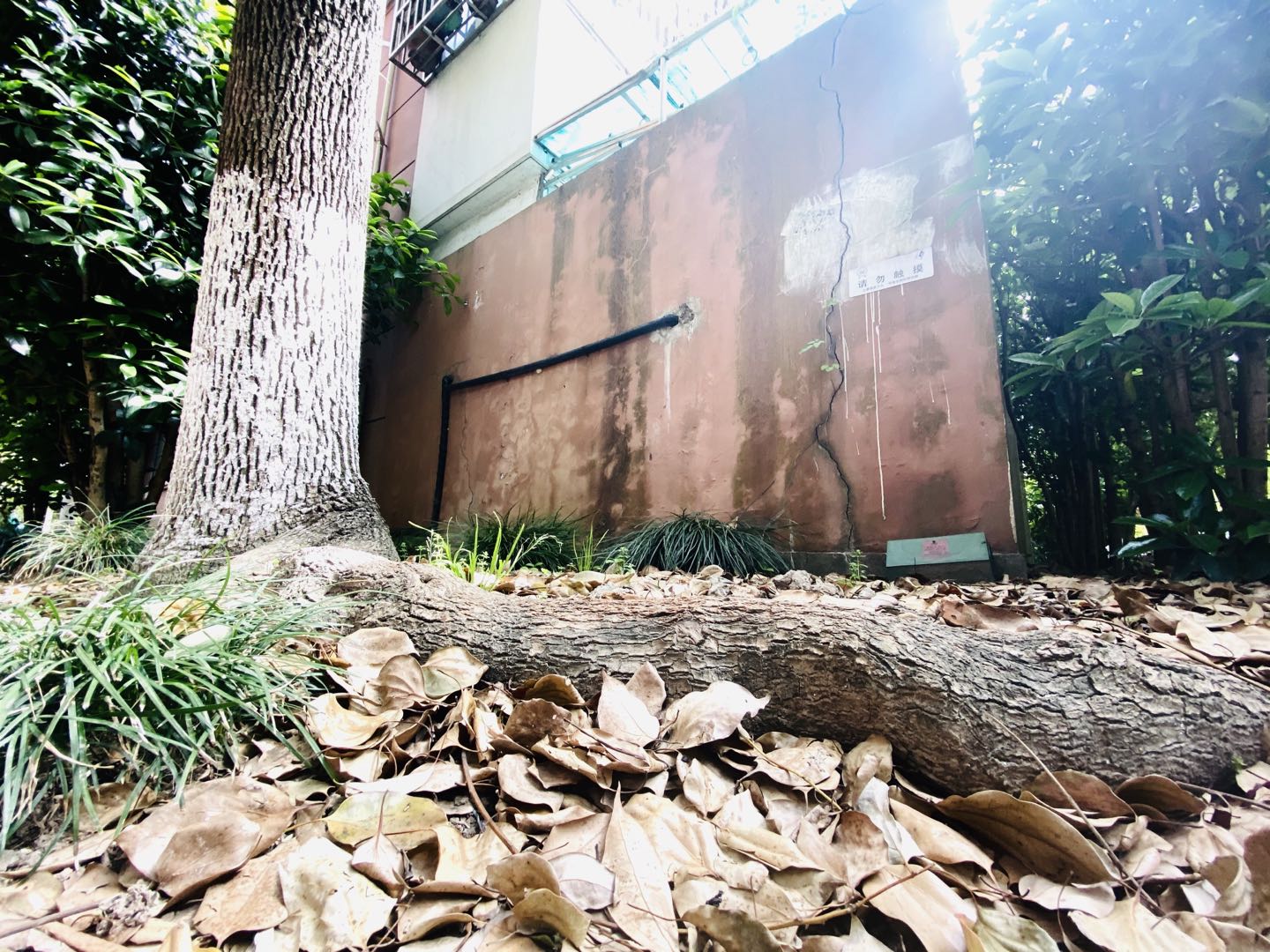 「听」听众热线：一棵香樟的“搬家”烦恼