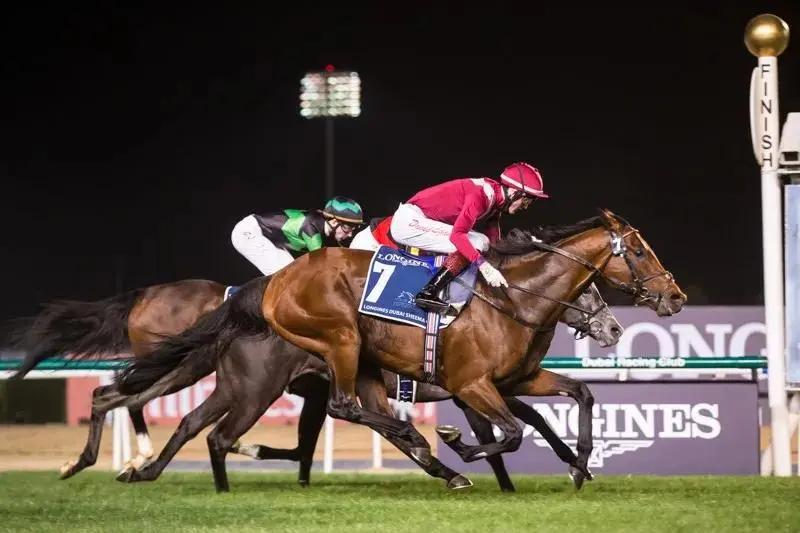 中国马匹排名,世界上马匹排名