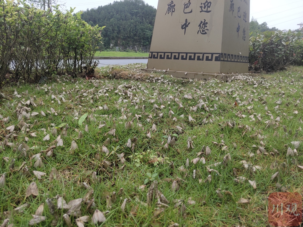 巴中飞蛾,飞蛾大量出现的后续
